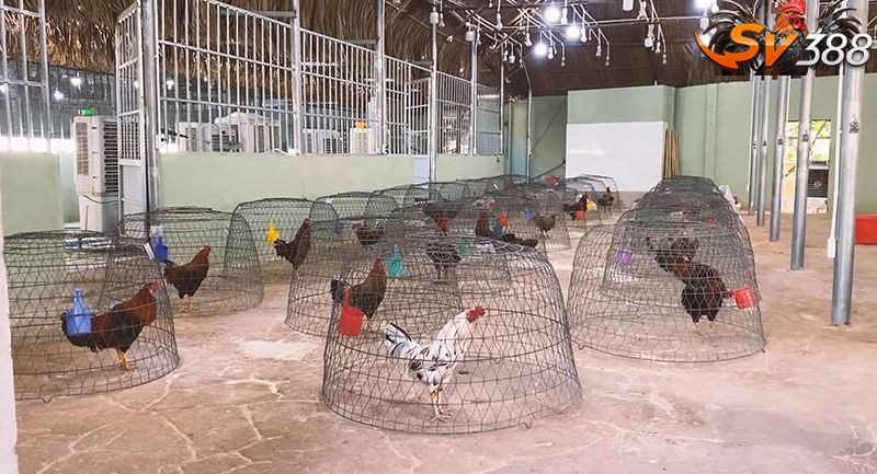 Trại gà giống Dũng 12 - cung cấp gà Chợ Lách chất lượng
