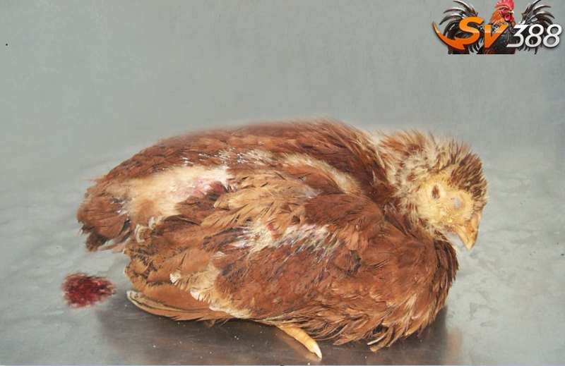 Bệnh tụ huyết trùng ở gà thể mãn tính khiến gà kém ăn, chậm lớn