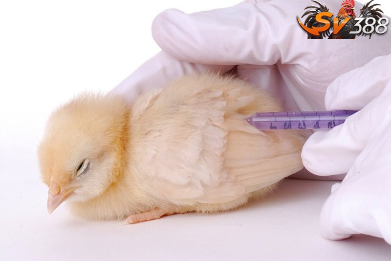 Dùng thuốc đặc trị để chữa cho gà bị bệnh tụ huyết trùng