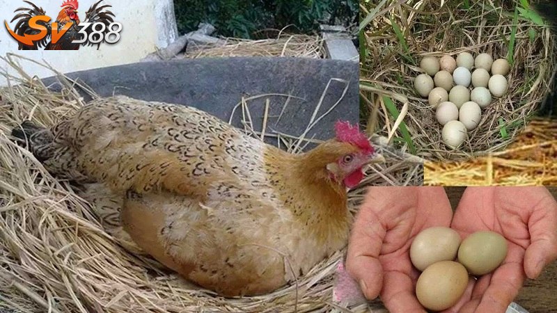 Tìm hiểu về gà chọi đẻ trứng
