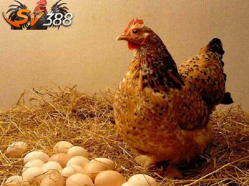 Khi nuôi gà chọi đẻ trứng cần đảm bảo chế độ ăn uống phù hợp