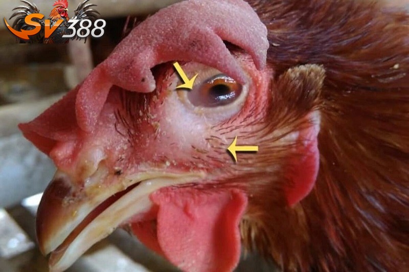 Tìm hiểu về bệnh sưng mắt ở gà