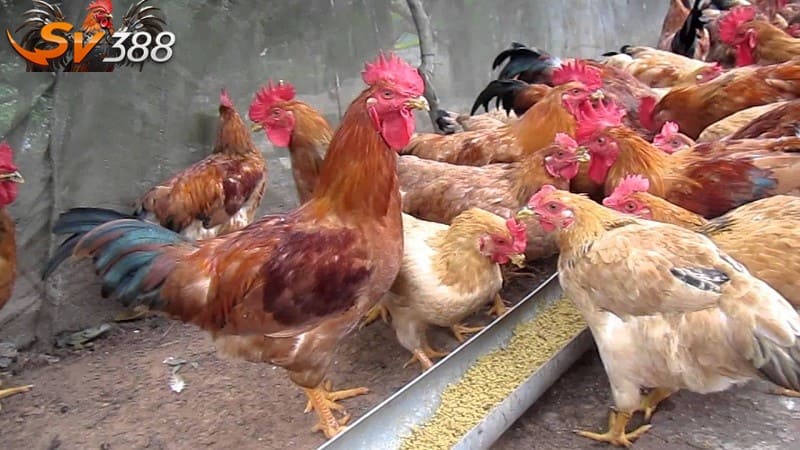 Nên đảm bảo môi trường sống để hạn chế tình trạng sưng mắt ở gà