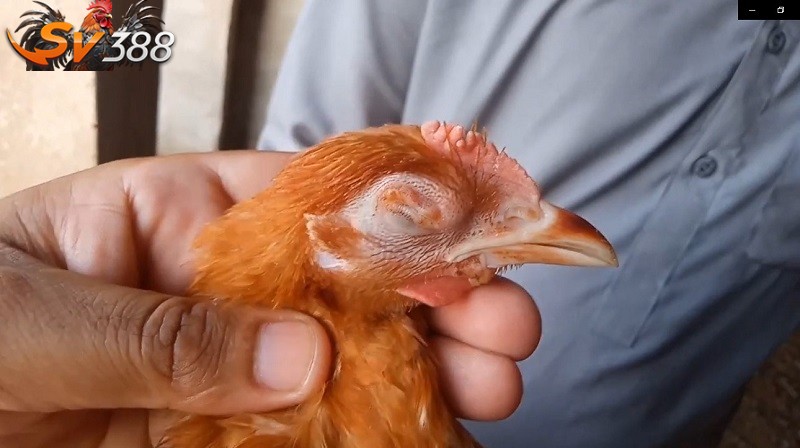 Kinh nghiệm chăm sóc và phòng ngừa bệnh sưng mắt ở gà
