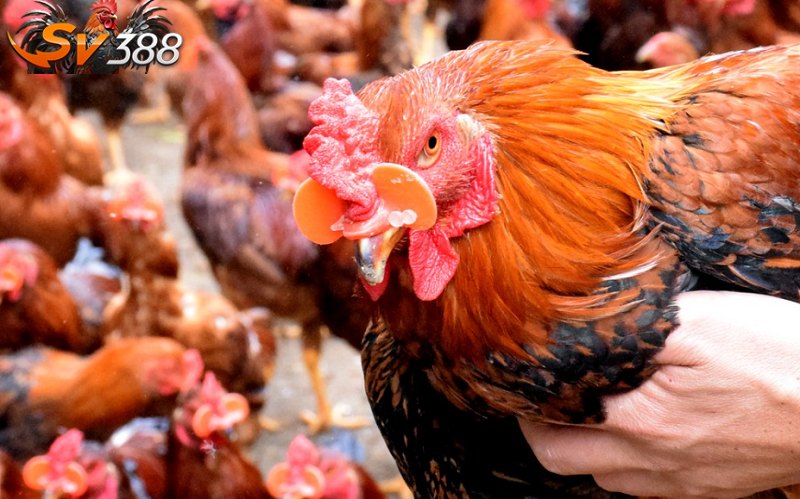 Đeo kính là phương pháp giúp gà hạn chế tình trạng cắn mổ lông nhau