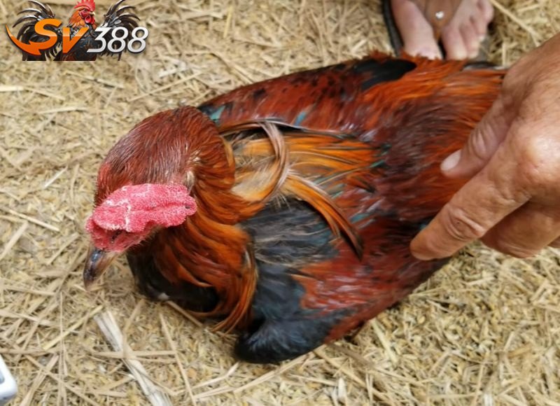 Tình trạng bệnh ủ rũ ở gà có thể lây lan qua nhiều đường khác nhau