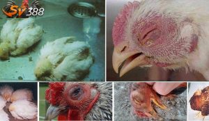 Các triệu chứng bên ngoài của bệnh ủ rũ ở gà