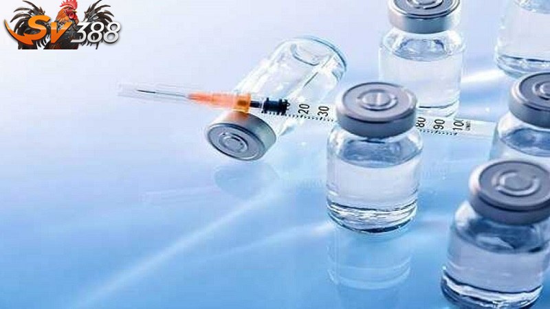 Kinh nghiệm mua vắc xin cho gà đá
